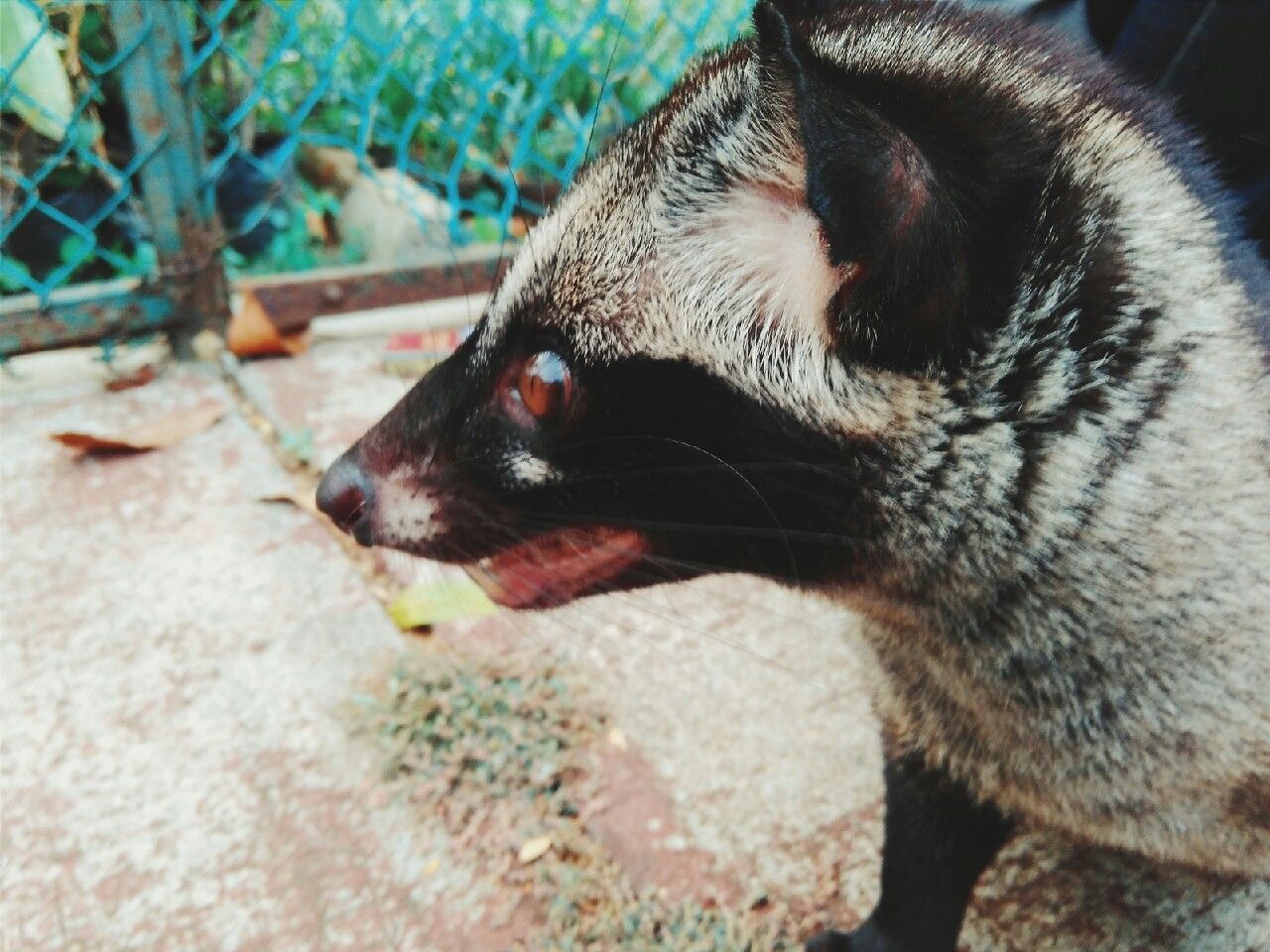 Close-up of civet cat