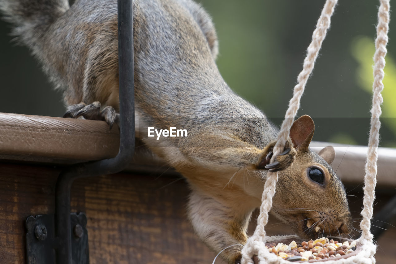 animal, animal themes, mammal, animal wildlife, one animal, wildlife, squirrel, whiskers, no people, eating, animal body part, hanging, food, nature, focus on foreground, outdoors, close-up, domestic animals, rope, food and drink