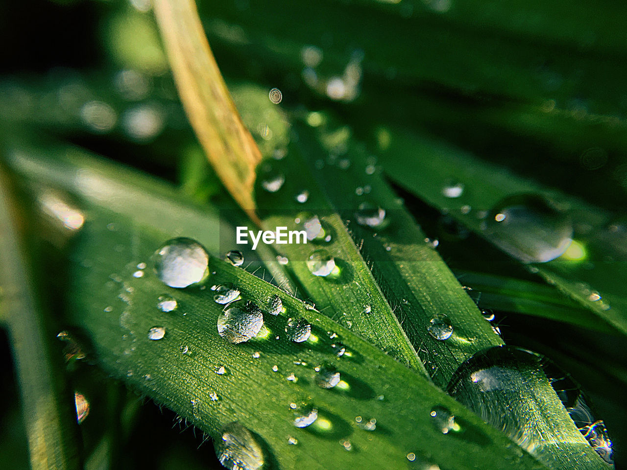Close-up of wet plant leaves during rainy season