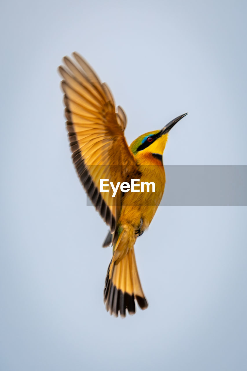 close-up of bird flying against sky