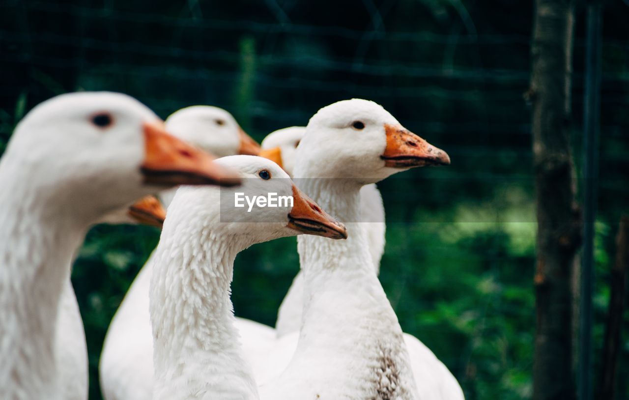 Close-up of white geese on field