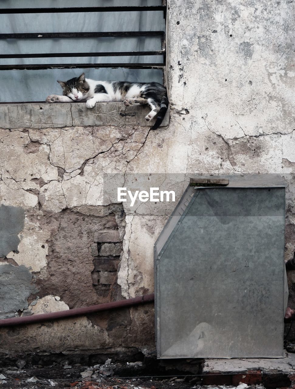 Cat sleeping at window of old house