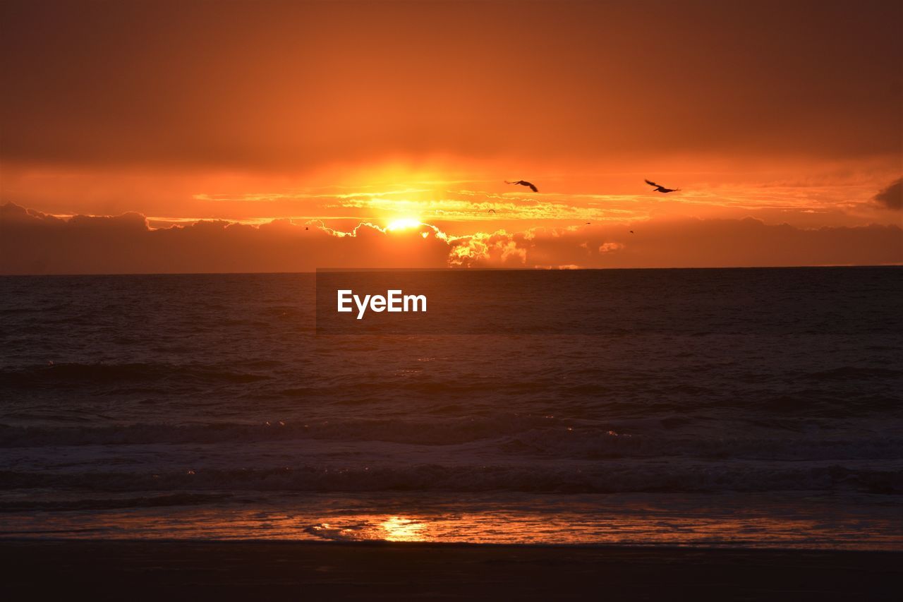 BIRD FLYING OVER SEA DURING SUNSET