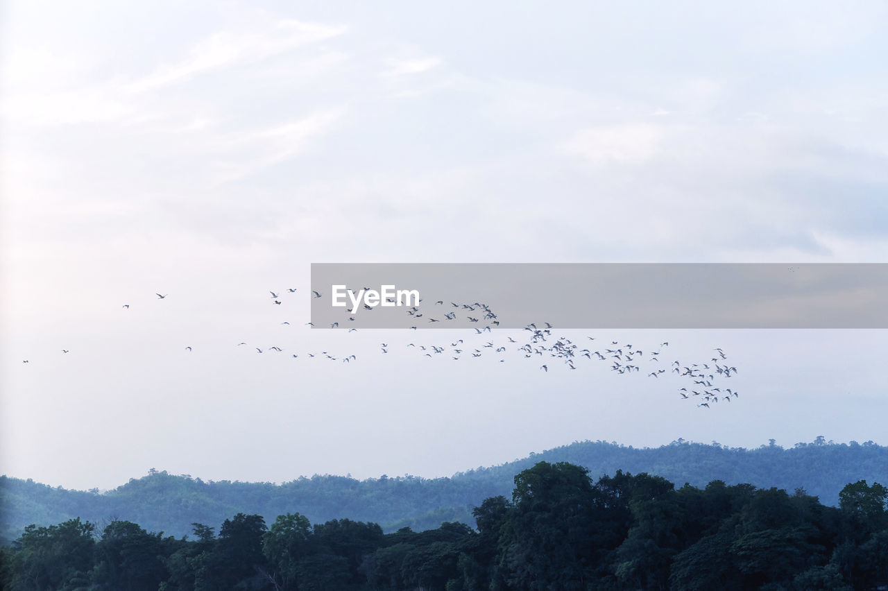 LOW ANGLE VIEW OF BIRDS FLYING