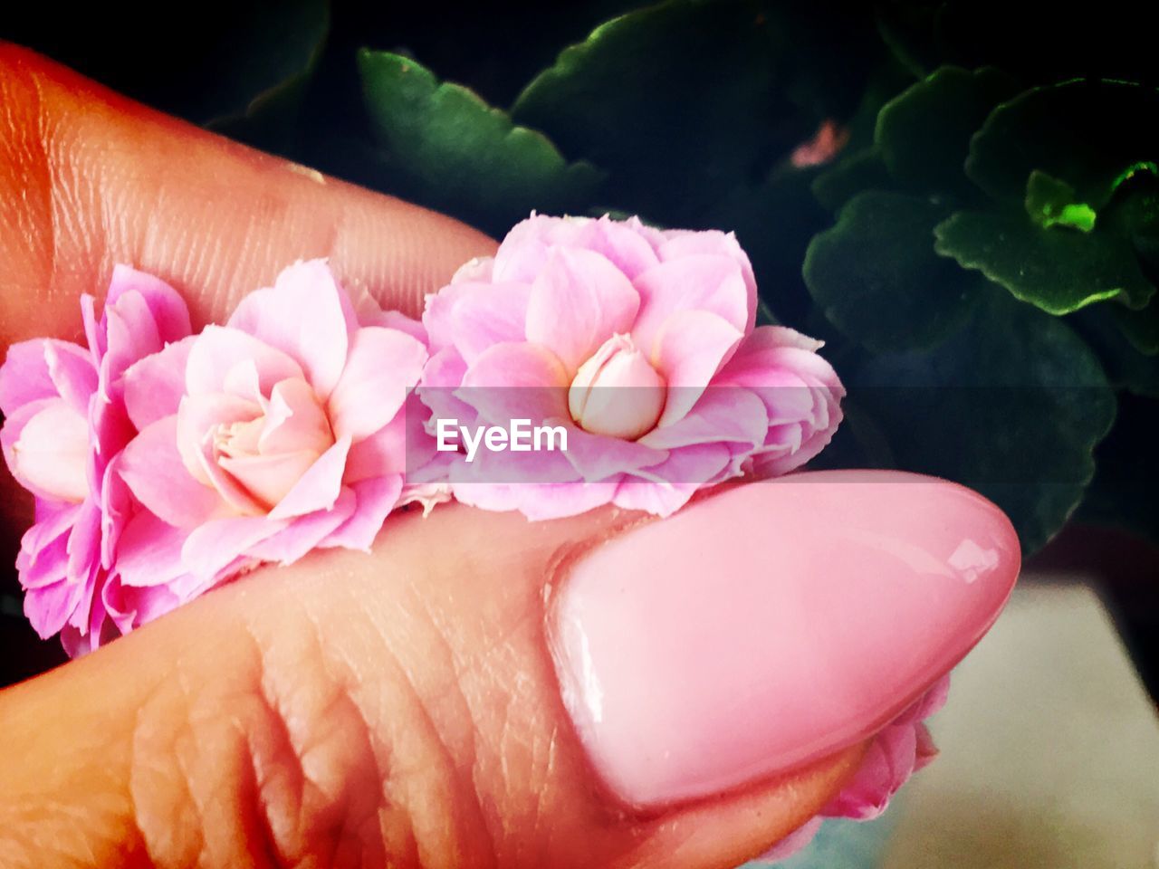 CLOSE-UP OF PERSON HOLDING PINK FLOWER