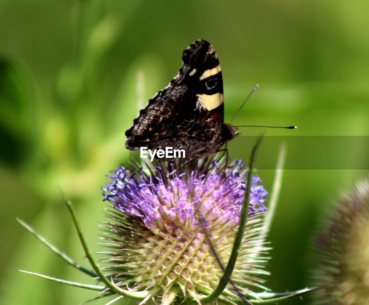CLOSE-UP OF BUTTERFLY ON PURPLE THISTLE FLOWER
