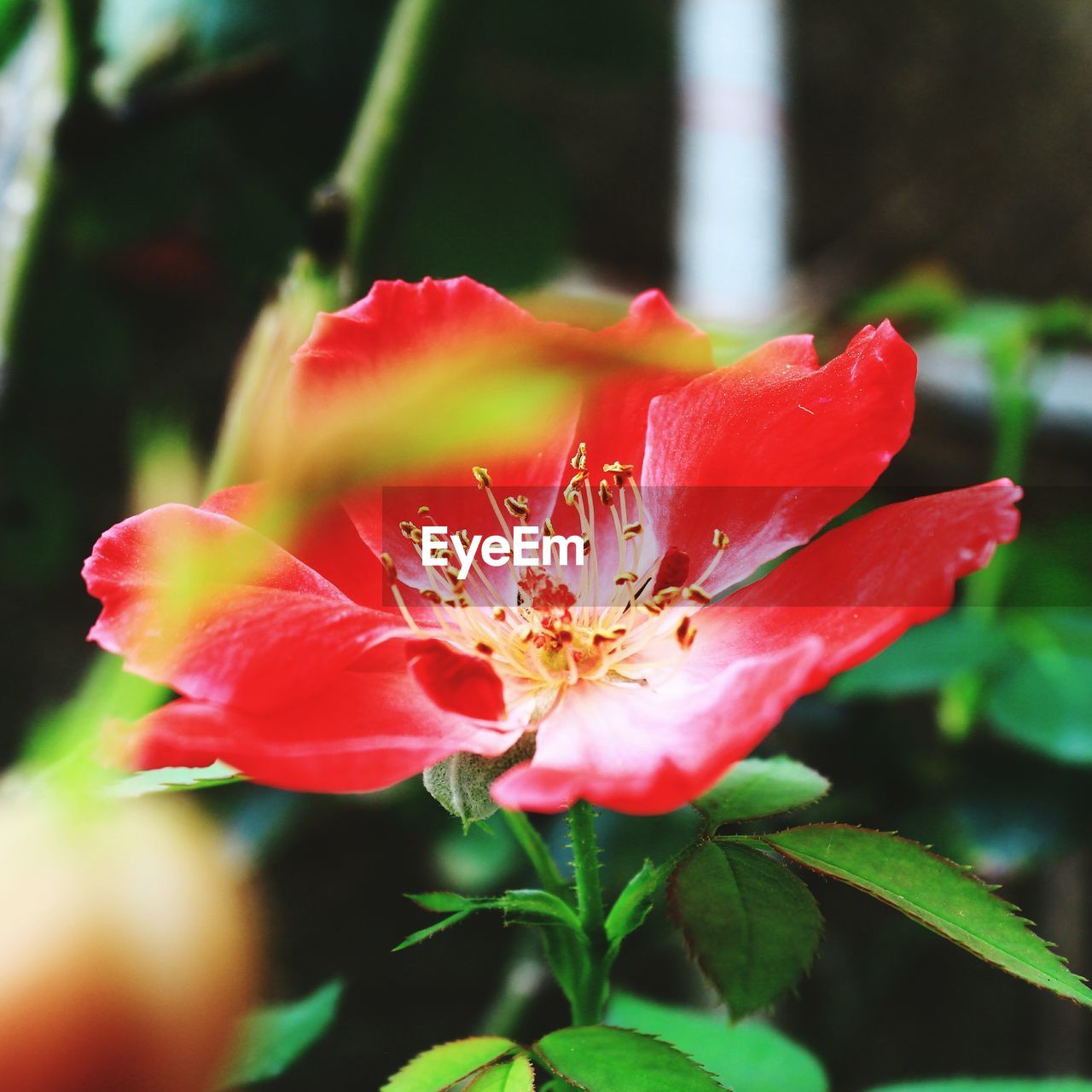 CLOSE-UP OF RED ROSE PLANT