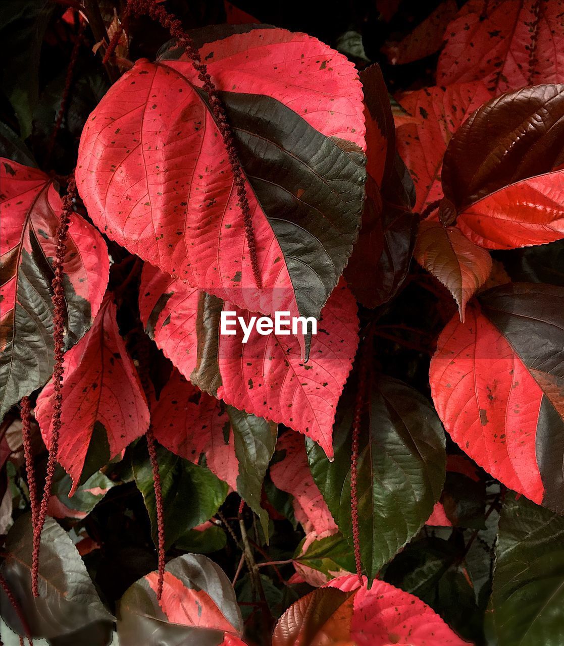 FULL FRAME SHOT OF LEAVES ON RED BACKGROUND