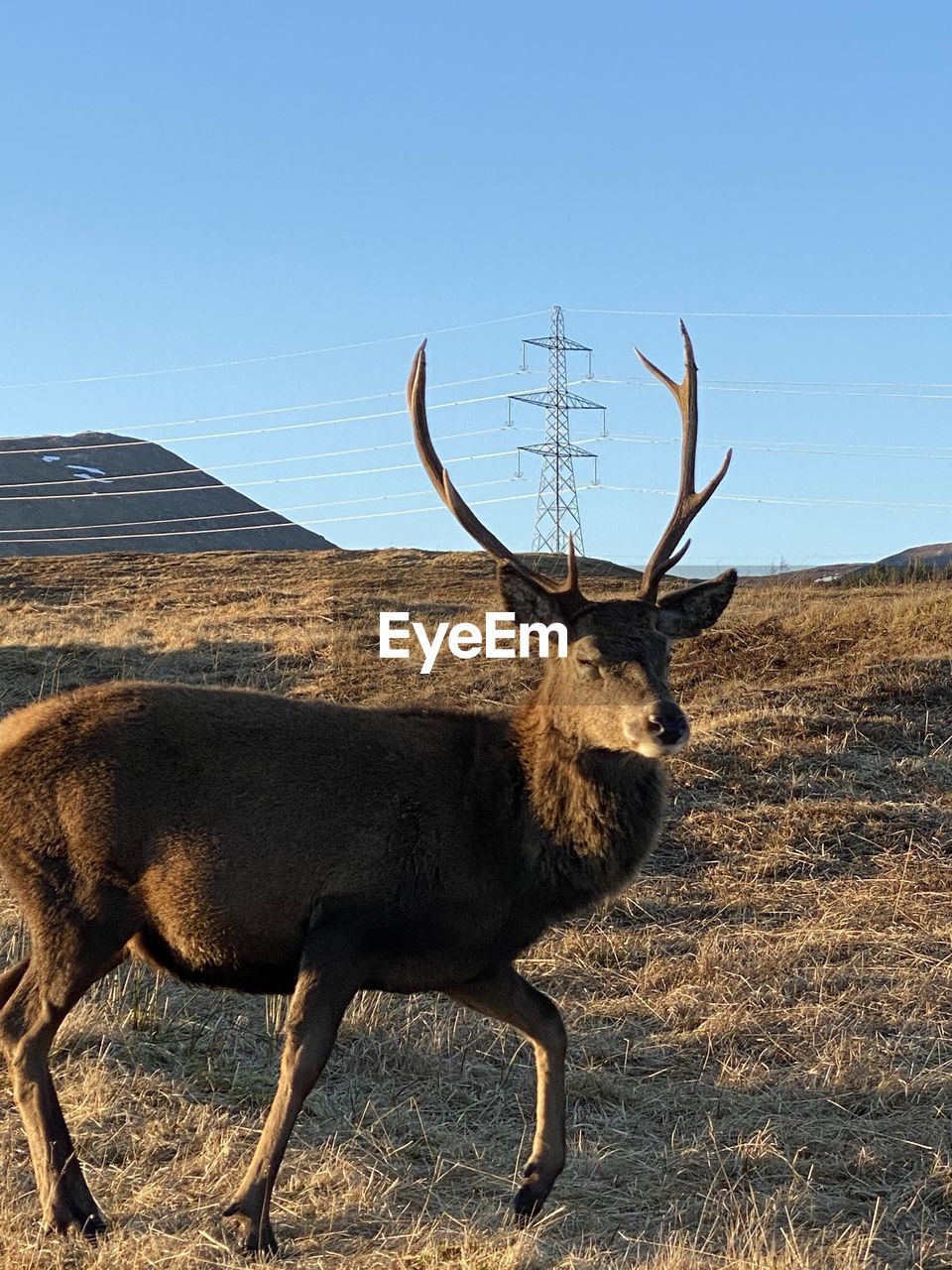 DEER STANDING ON FIELD