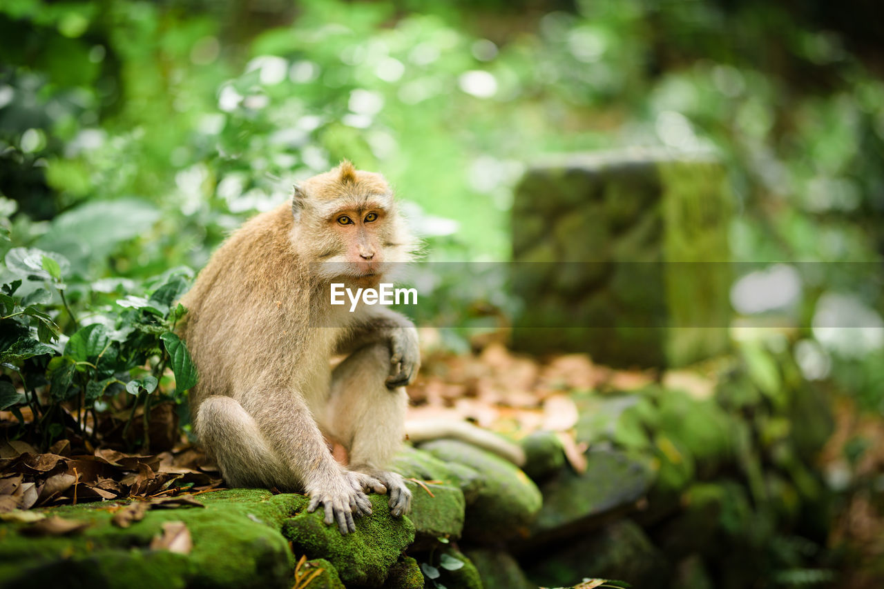Long-tailed macaque monkey sitting, looking at camera, human-like, ubud sanctuary, bali, indonesia