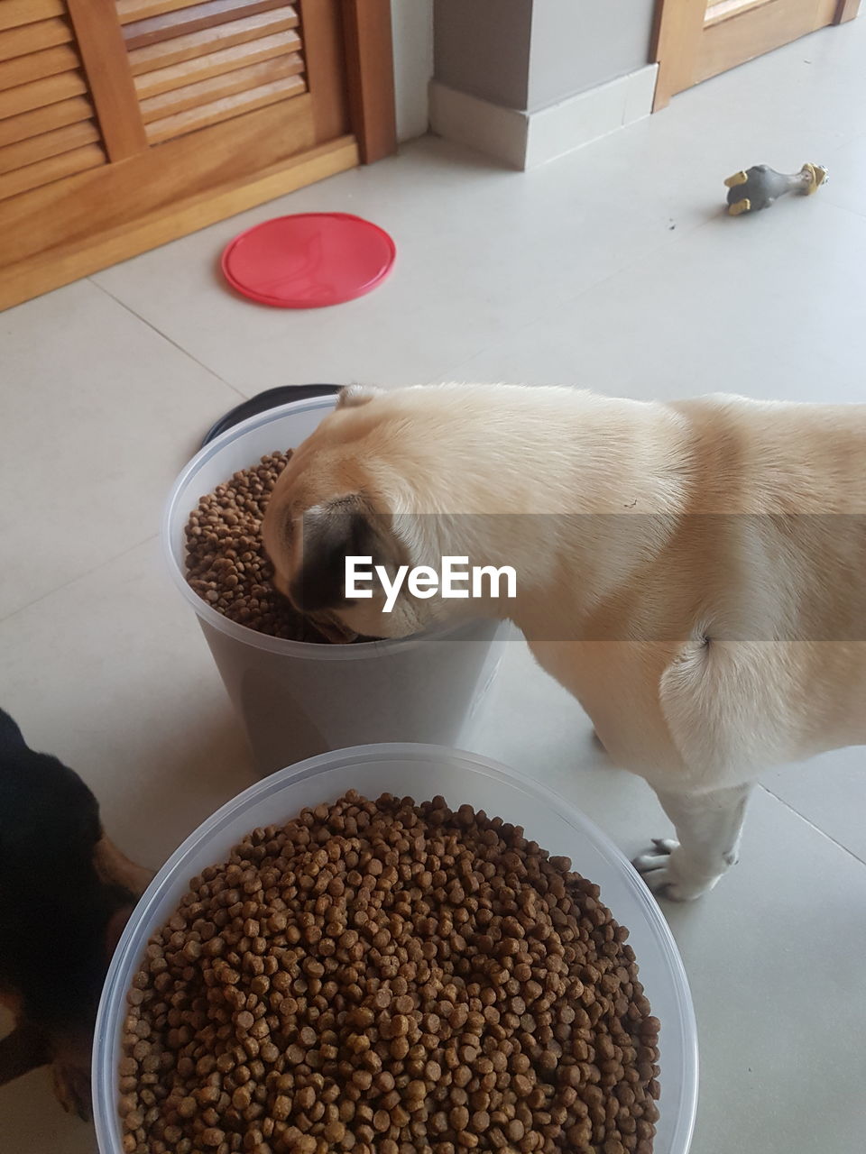 HIGH ANGLE VIEW OF DOG WITH BREAD ON PLATE