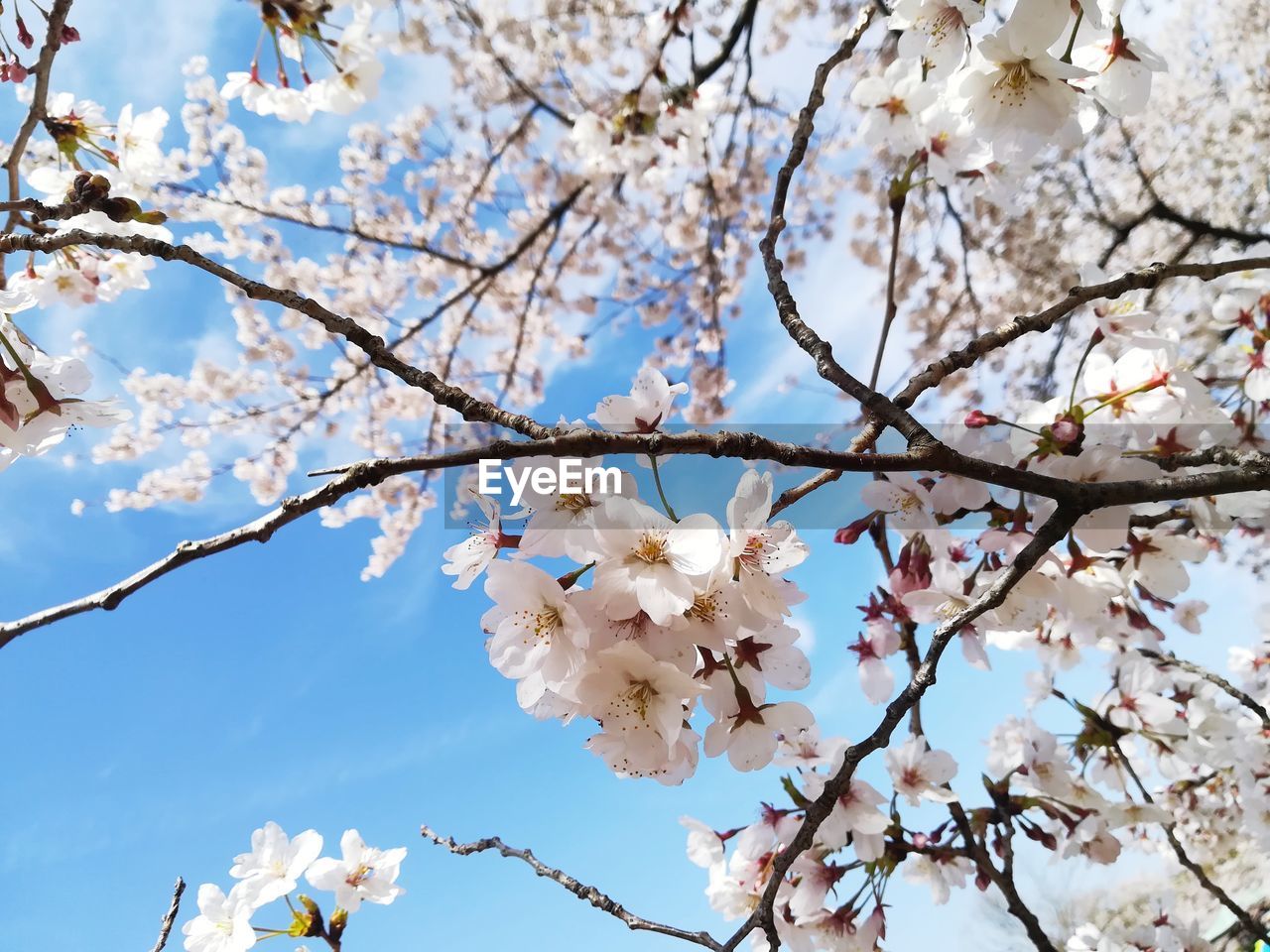 Low angle view of cherry blossoms against sky