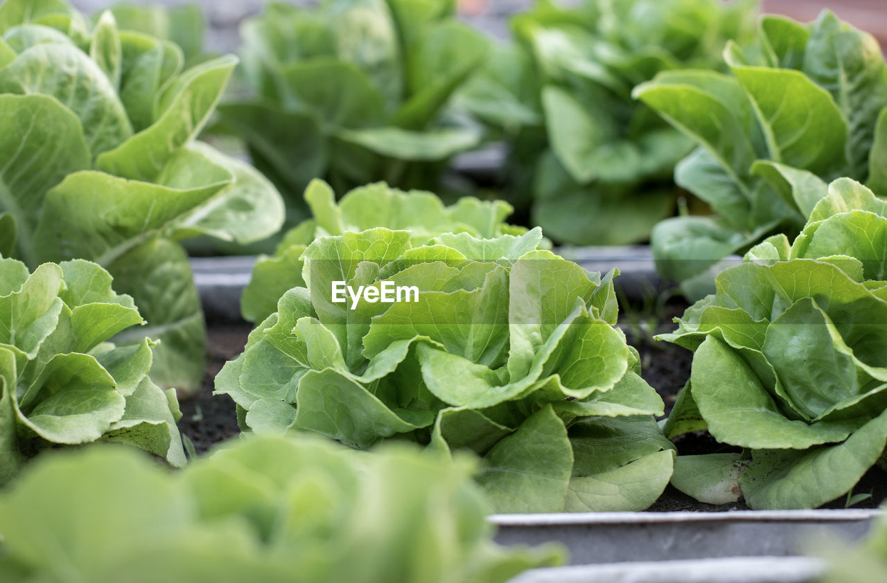 CLOSE-UP OF FRESH GREEN LEAVES ON PLANT