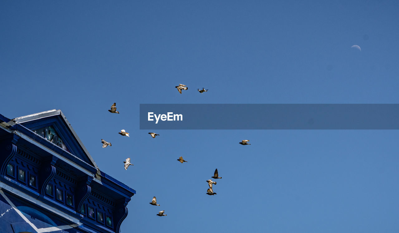 Birds flying near drone with moon