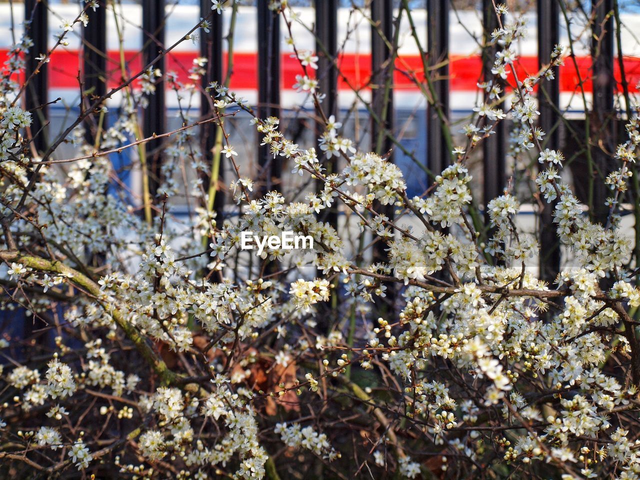 Close-up of flowers against fence