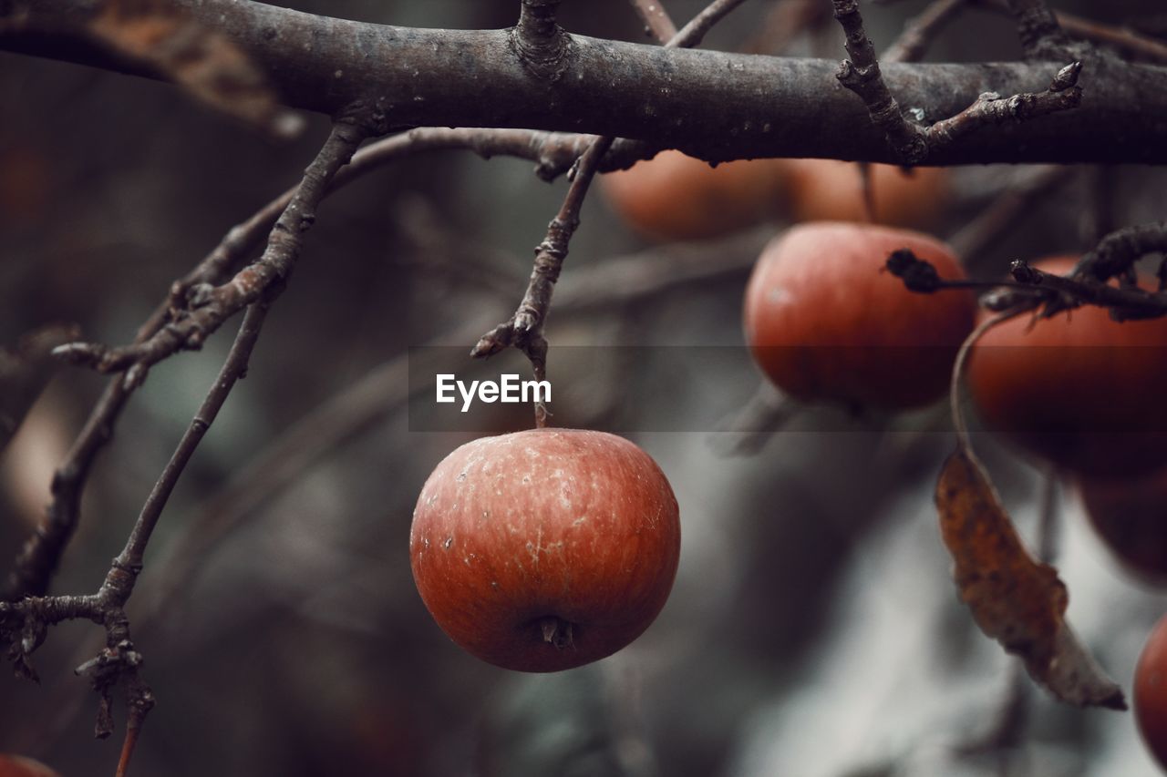 Close-up of fruits on tree