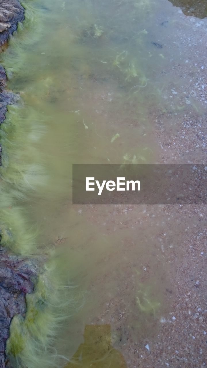 TREES IN WATER