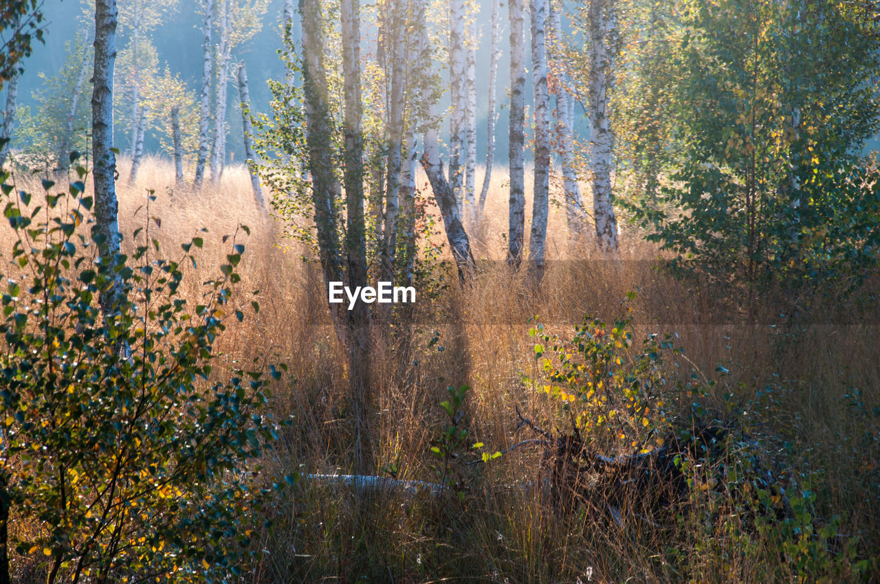 Pine trees in forest