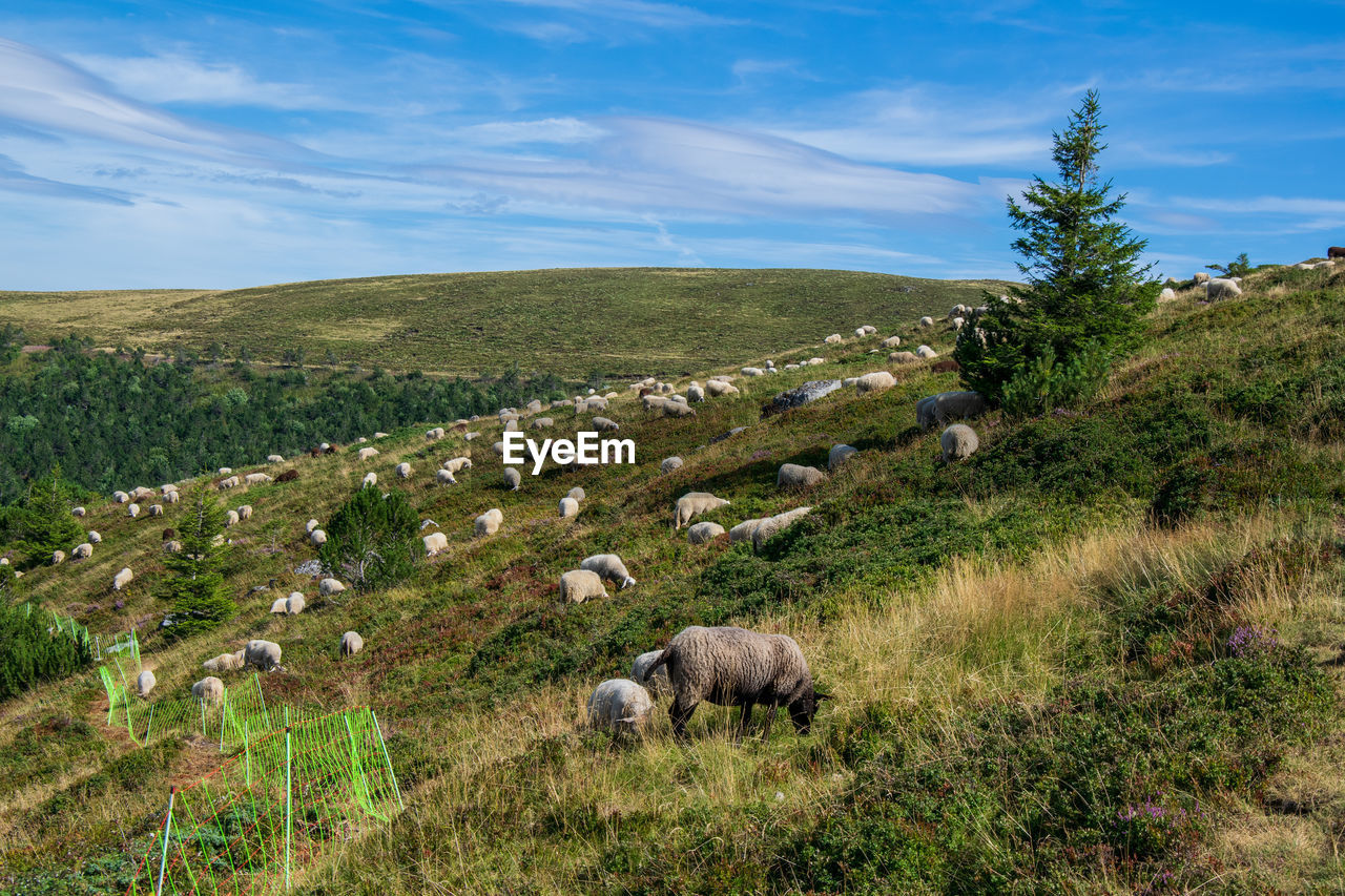 View of sheep on field in auvergne, france .