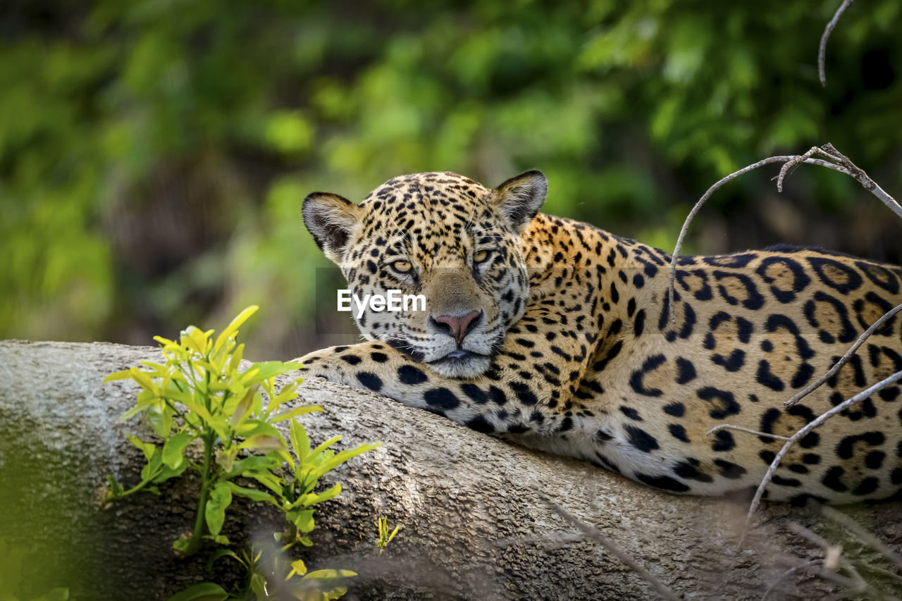 close-up of leopard on field