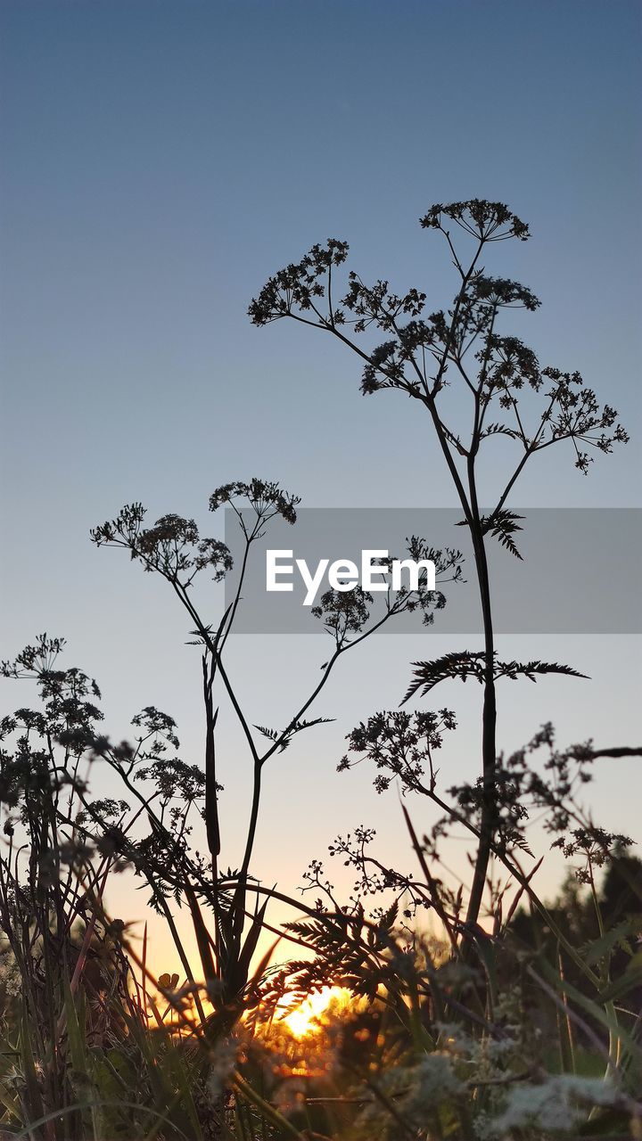 LOW ANGLE VIEW OF FLOWERING PLANTS AGAINST SKY DURING SUNSET