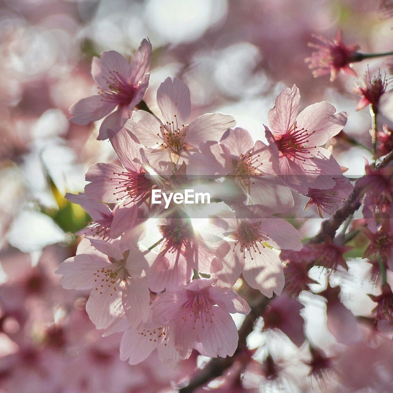 CLOSE-UP OF PINK FLOWERS BLOOMING IN GARDEN