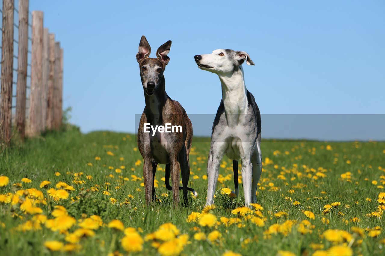 GOATS ON FIELD