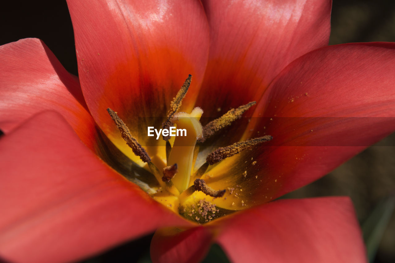 Close-up of day lily blooming outdoors