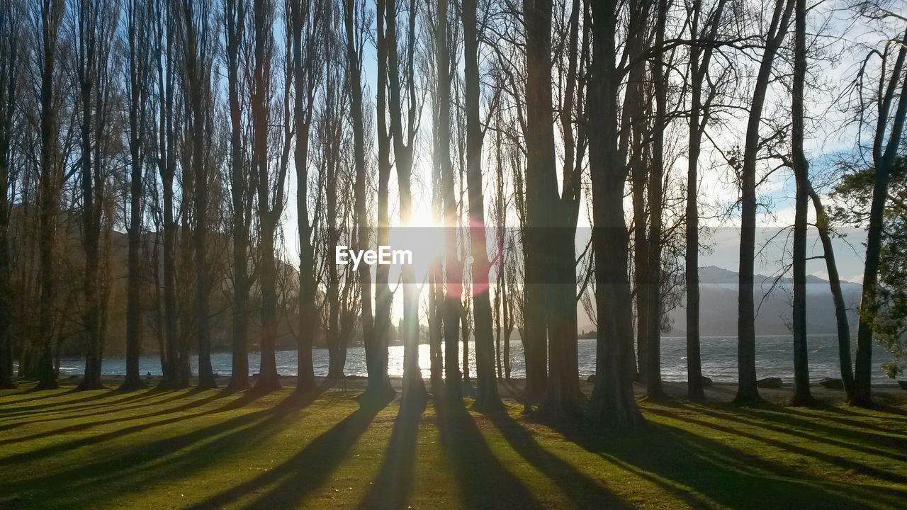 Silhouette bare trees at lakeshore at sunny day