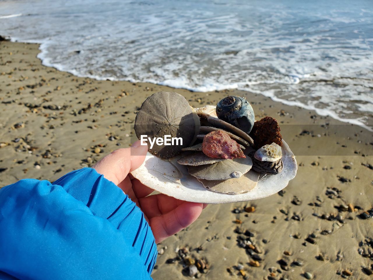 Cropped hand holding animal shells at beach