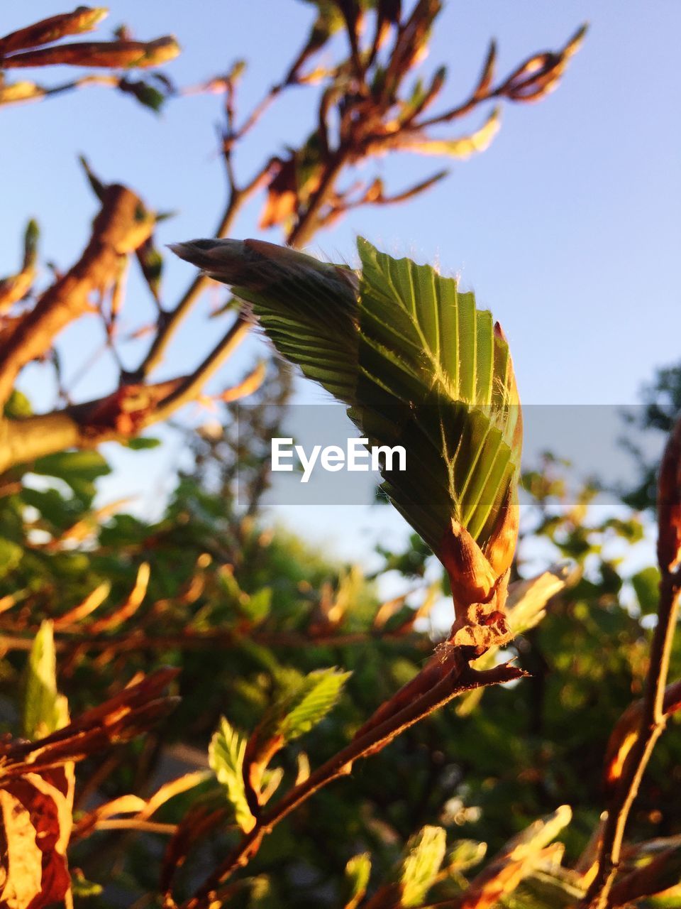 Close-up of leaves on tree