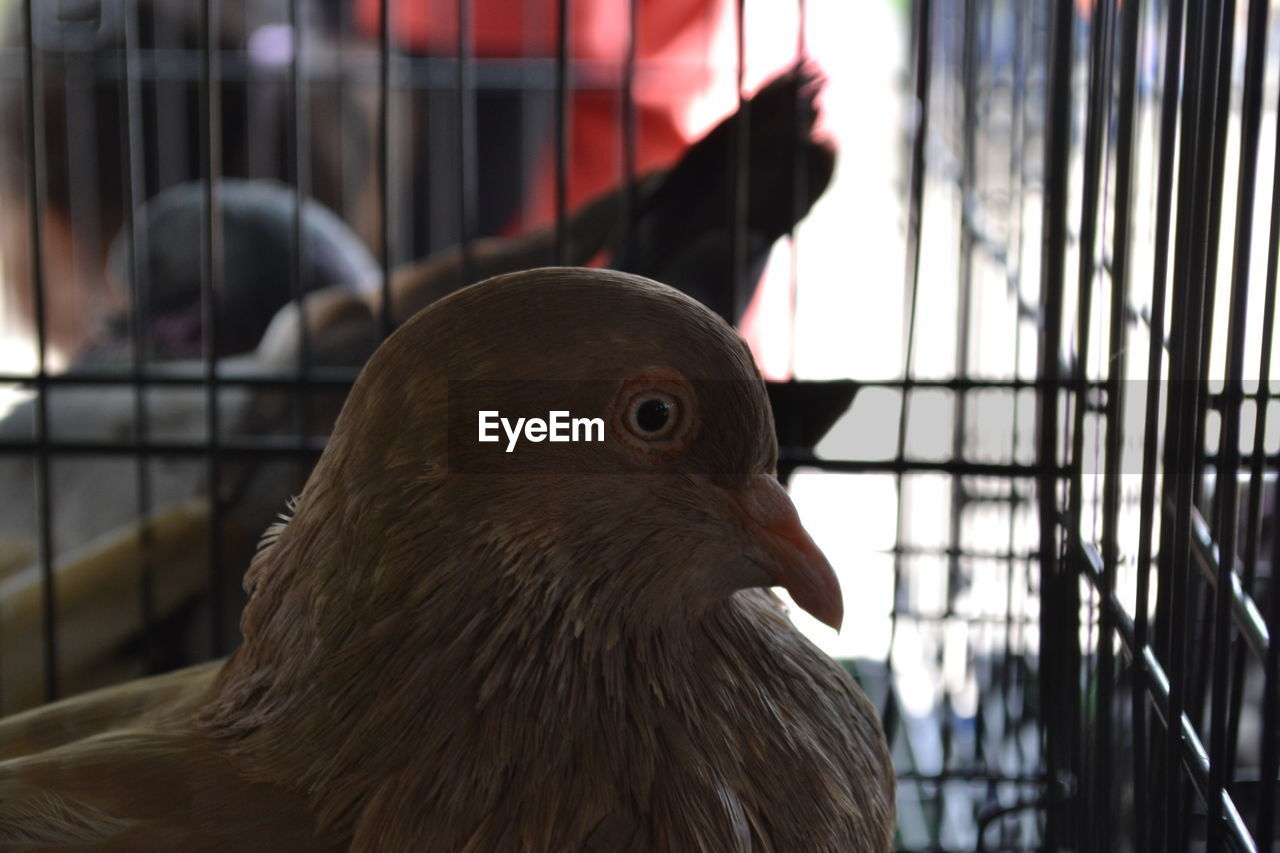 CLOSE-UP OF HEN IN CAGE
