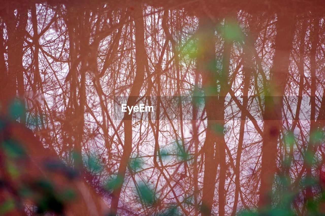 VIEW OF TREES IN FOREST