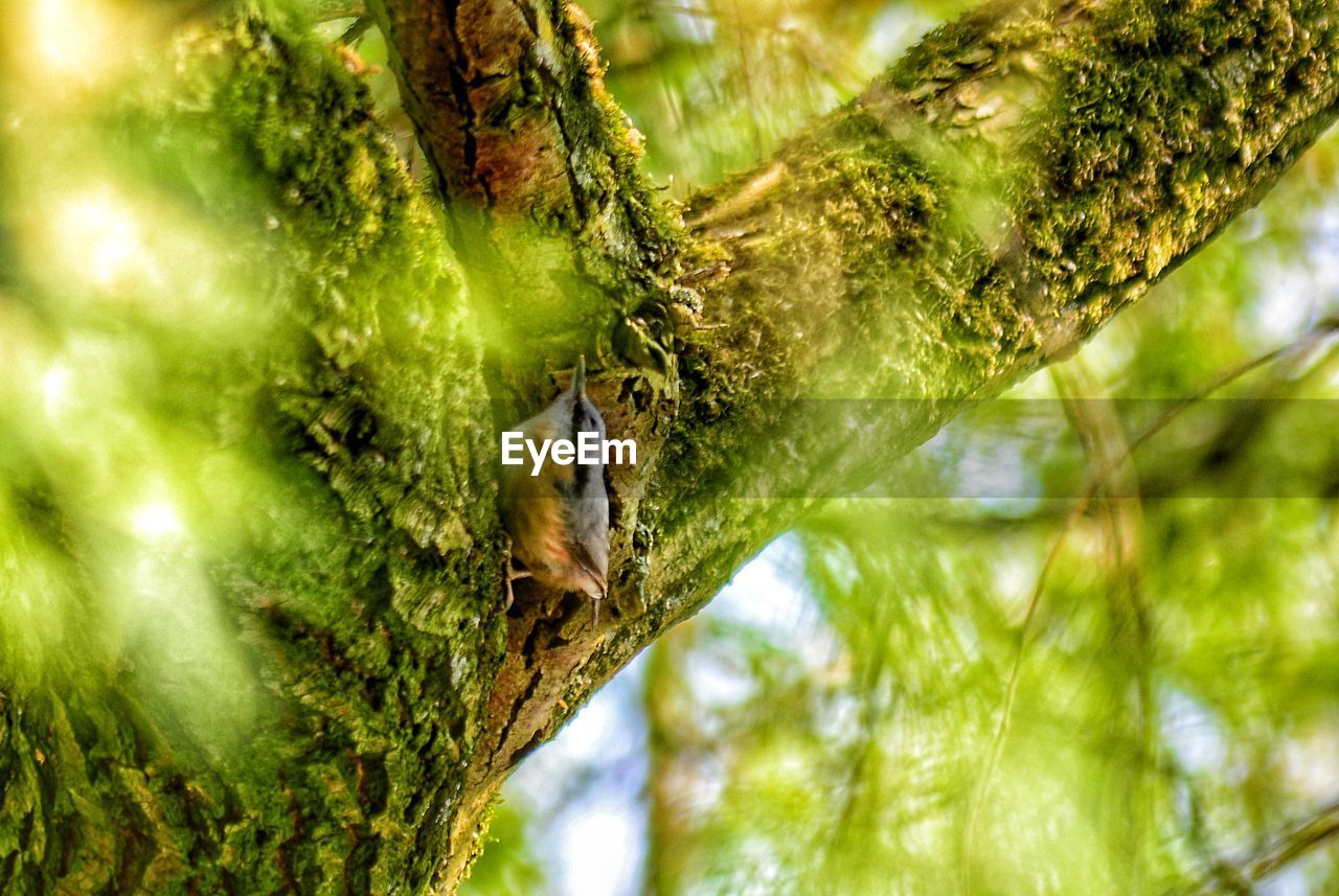 Low angle view of bird perching on tree