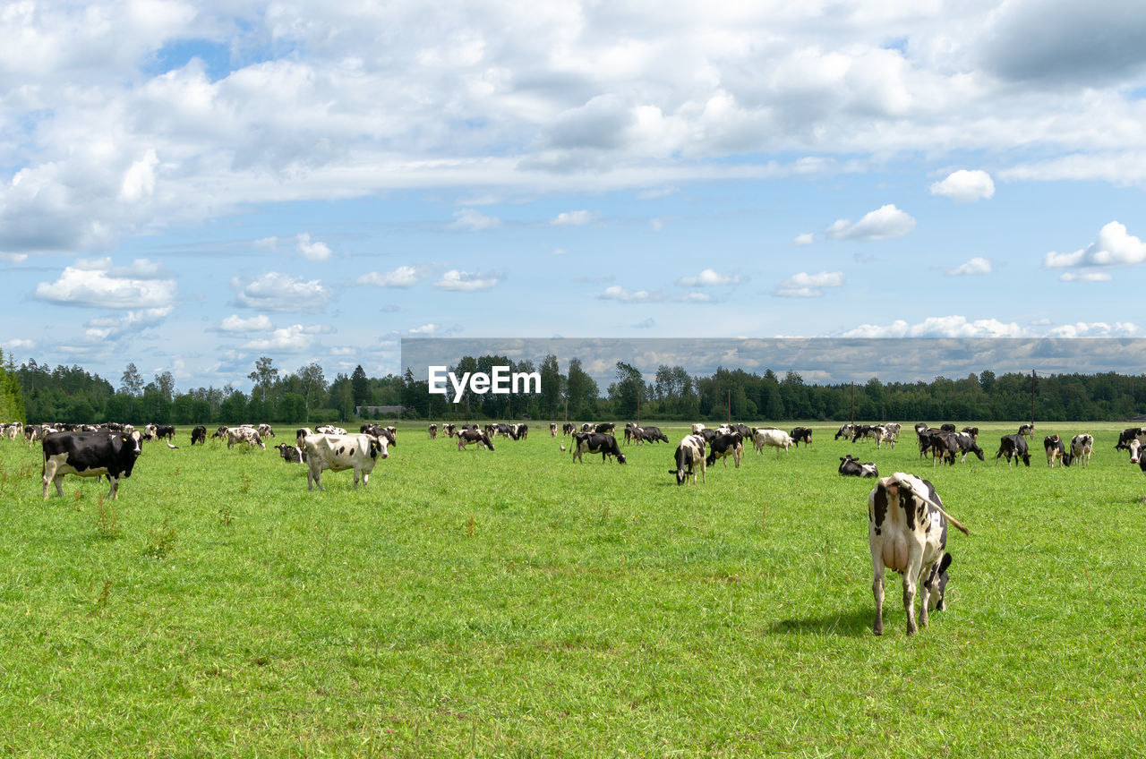 Holstein friesian cattle in jarvamaa, estonia