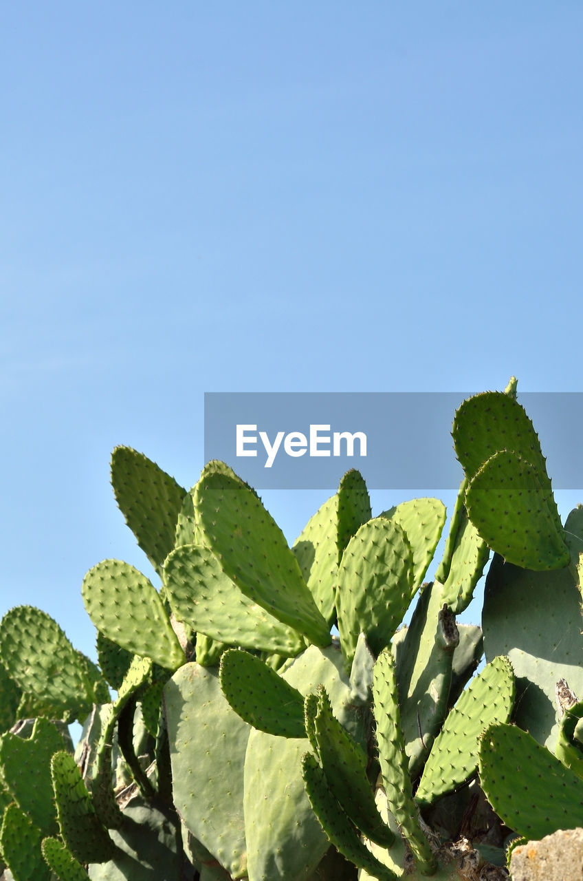 CLOSE-UP OF SUCCULENT PLANT GROWING AGAINST SKY