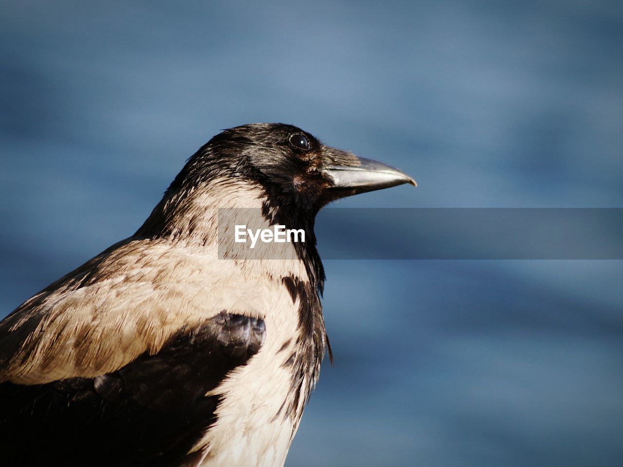 Close-up of raven bird