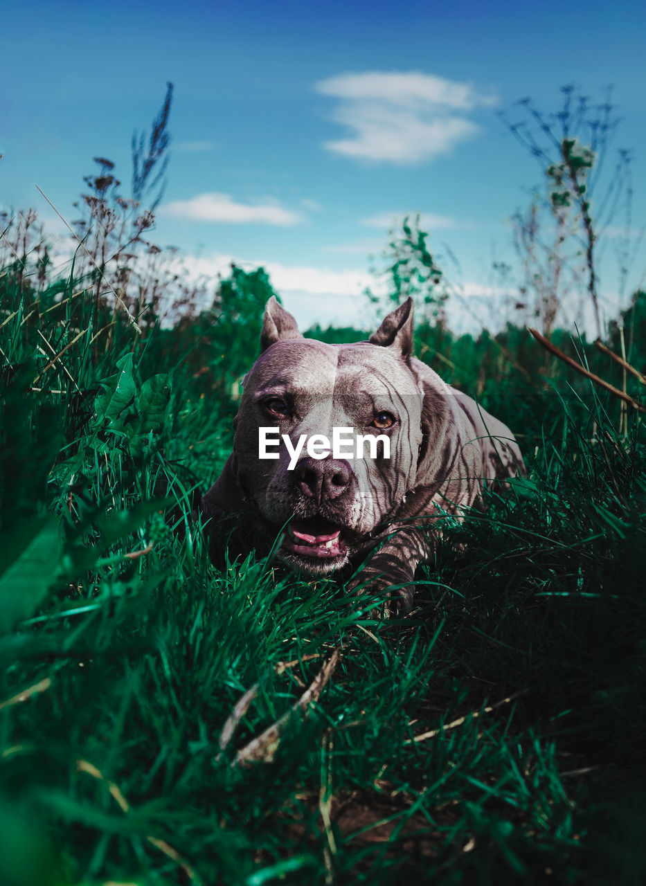 mammal, animal, animal themes, dog, one animal, carnivore, grass, plant, portrait, domestic animals, nature, looking at camera, pet, sky, no people, canine, animal body part, outdoors, day, green, cloud, screenshot