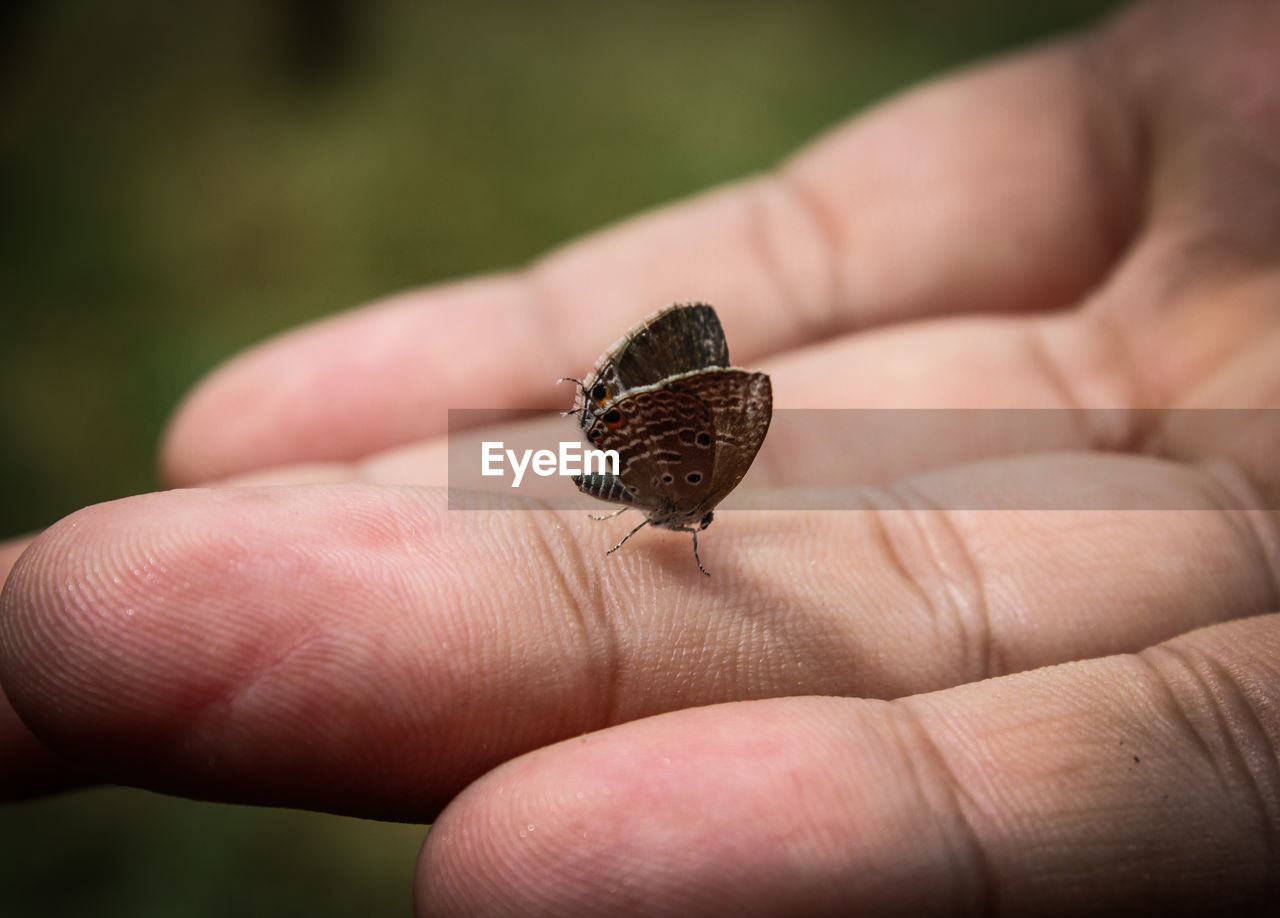 Close-up of butterfly on hand