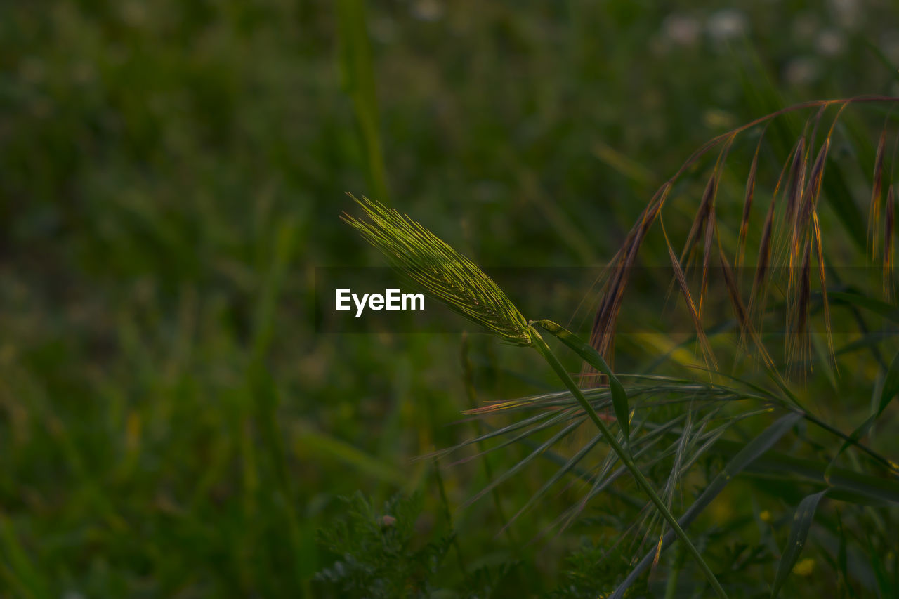 Close-up of plant growing on field