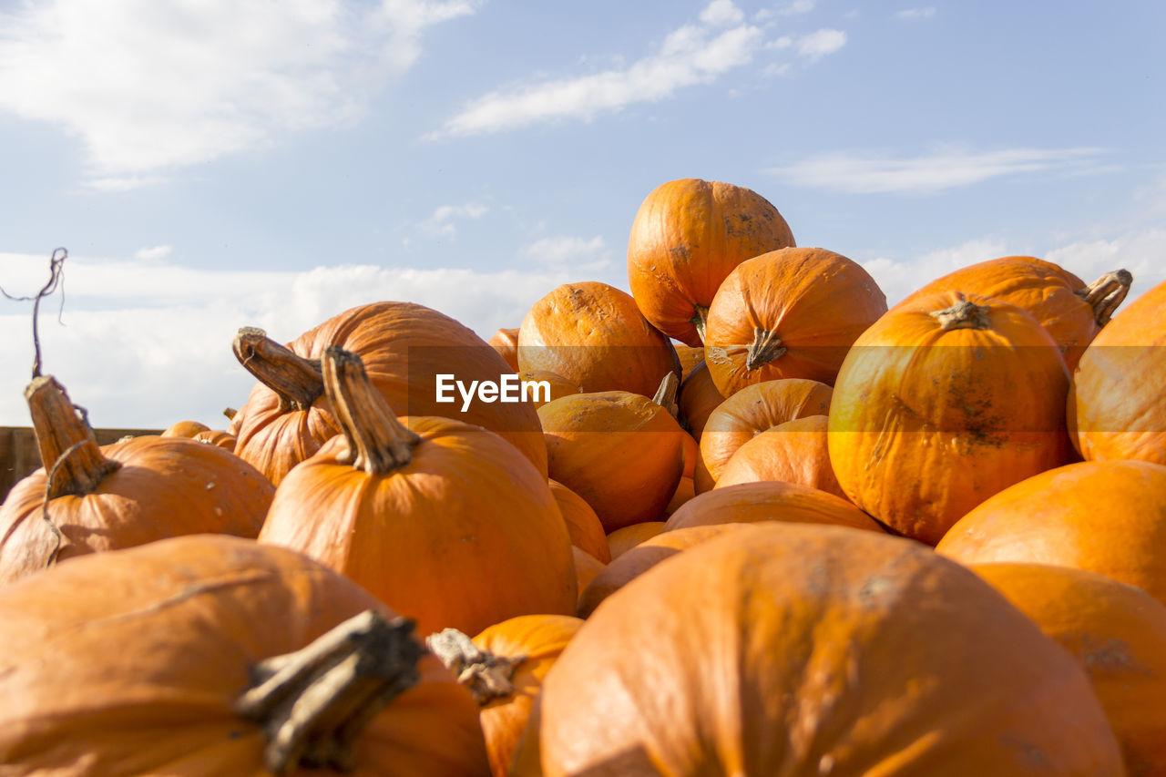 Close-up of pumpkins against sky