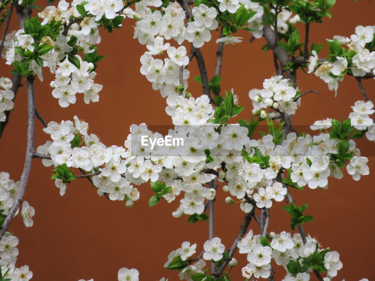 CLOSE-UP OF WHITE POTTED PLANT