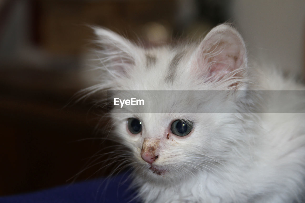 PORTRAIT OF WHITE CAT