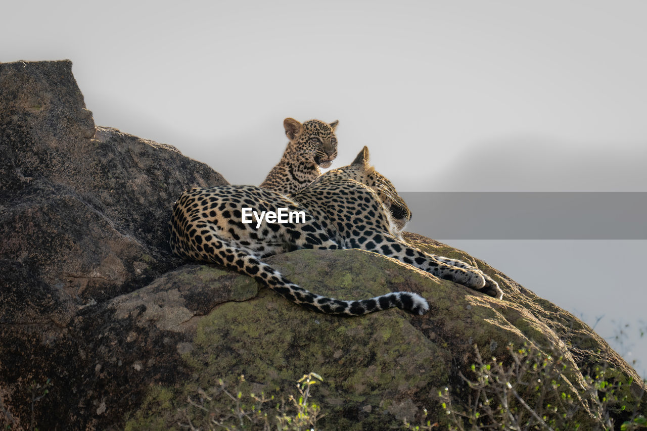 Leopard lies on sunlit rock beside cub