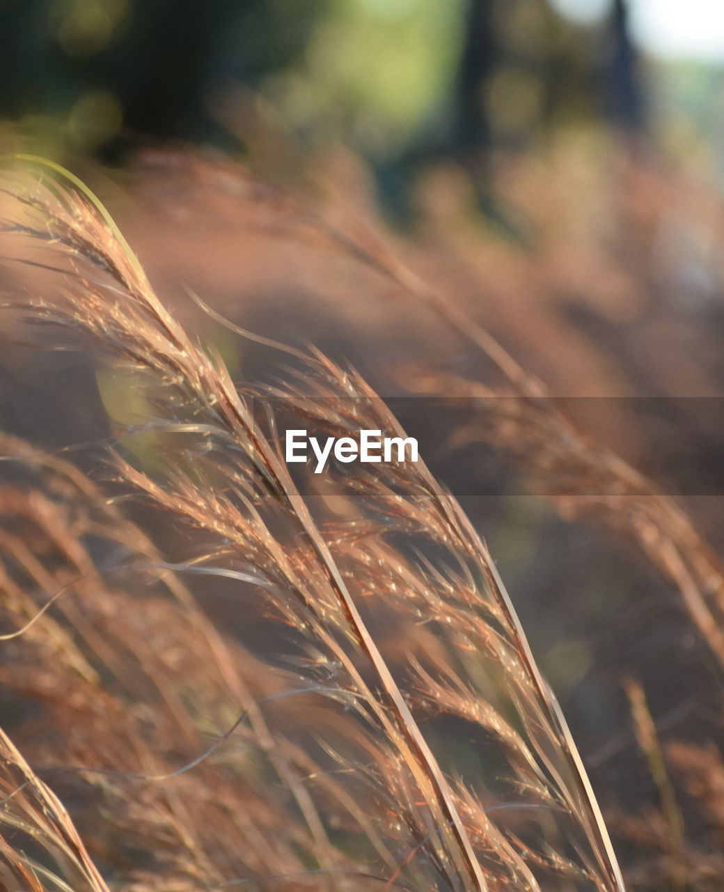 Image of a florida grass focus on the forefront natural blur and bokeh 