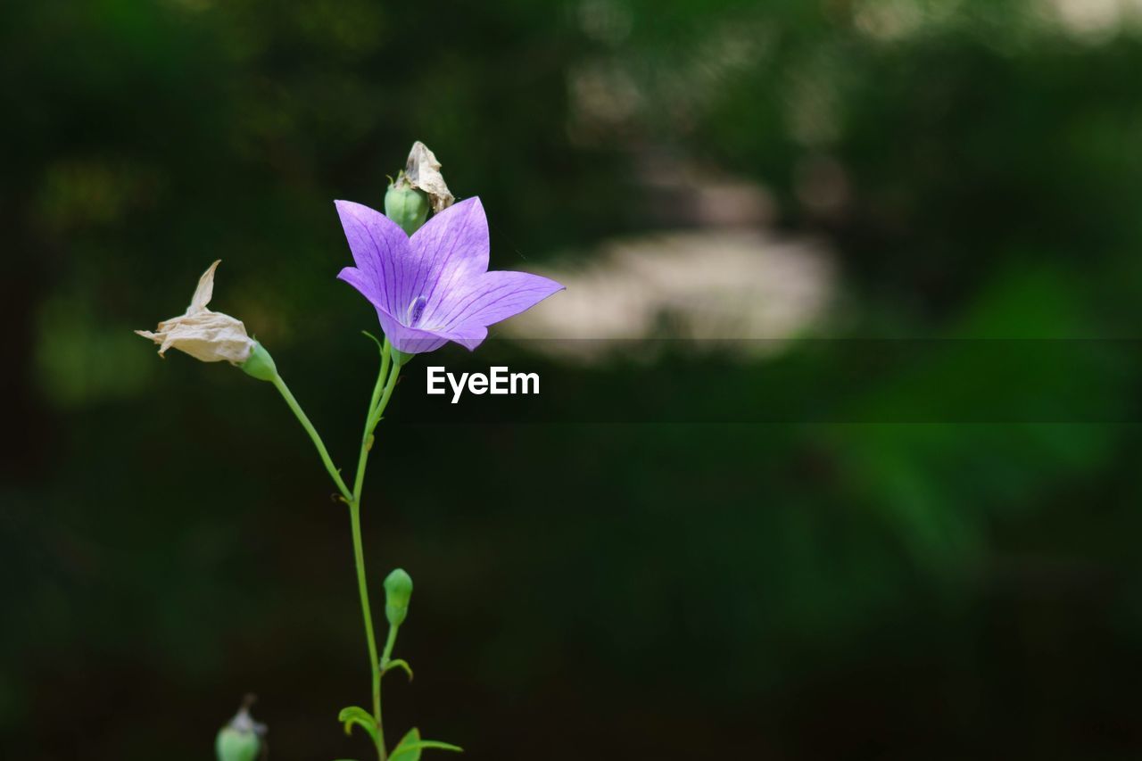 Close-up of purple flowers