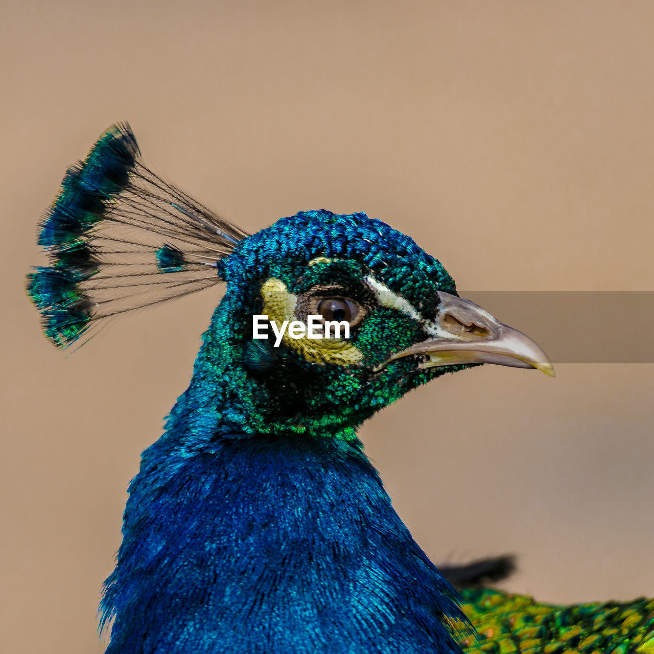 Close-up of peacock