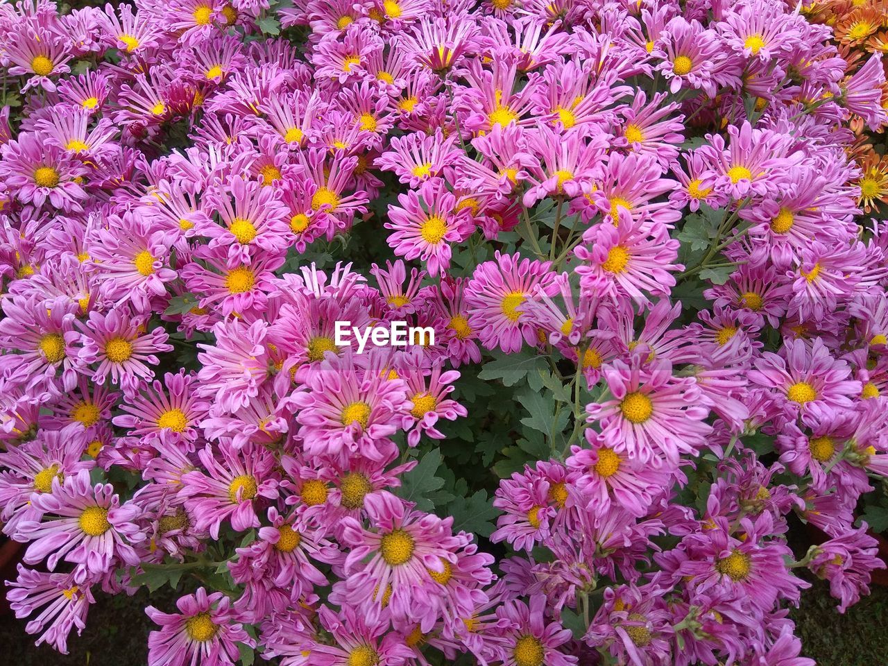 High angle view of purple flowering plants