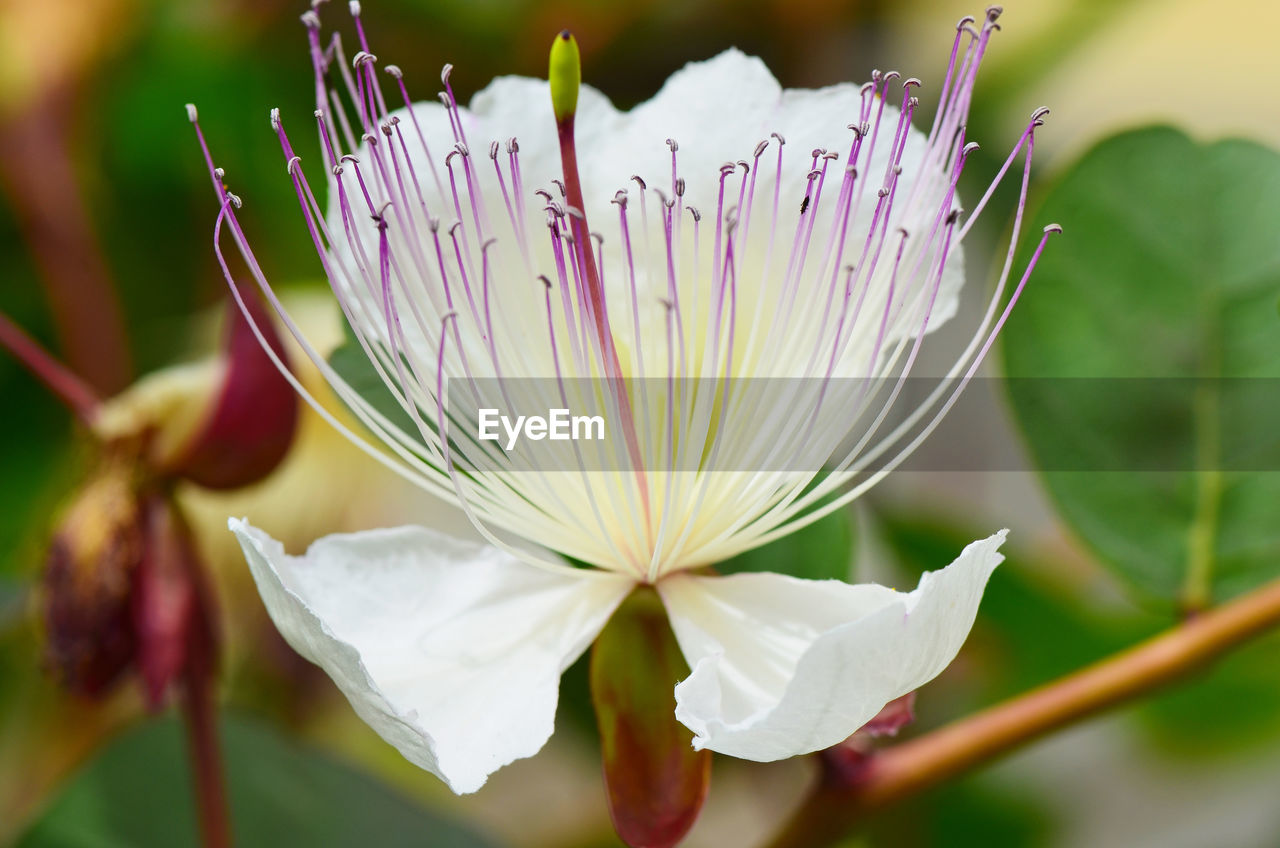 Close-up of caper flower blooming outdoors