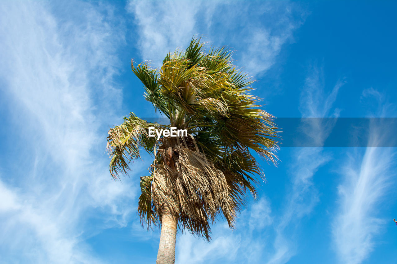 Low angle view of palm tree against blue sky